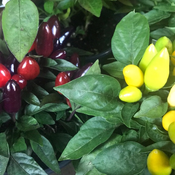 Meet your Posher, Julie - Picture 1 of 1